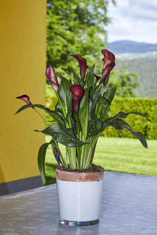 Seeblick Susanne ชีฟลิง อัม ซี ภายนอก รูปภาพ